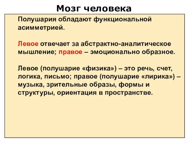 Мозг человека Полушария обладают функциональной асимметрией. Левое отвечает за абстрактно-аналитическое мышление; правое