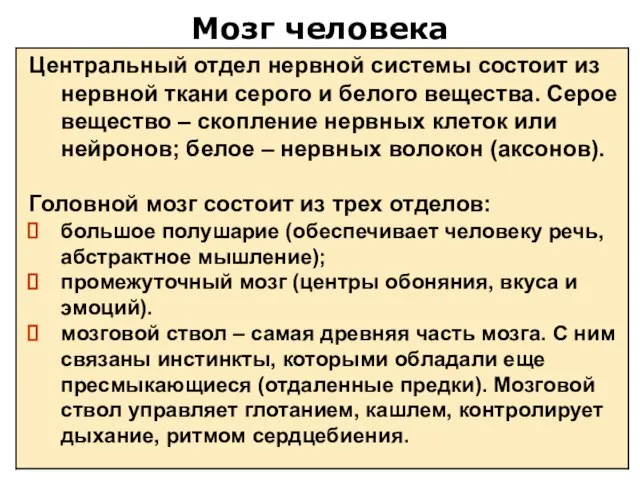 Мозг человека Центральный отдел нервной системы состоит из нервной ткани серого и