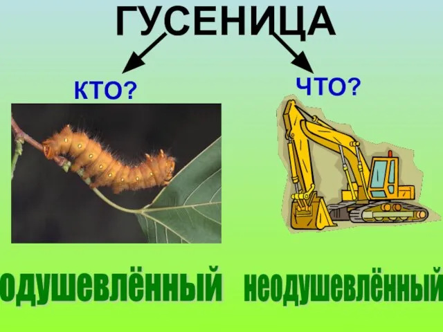 ГУСЕНИЦА КТО? ЧТО? одушевлённый неодушевлённый