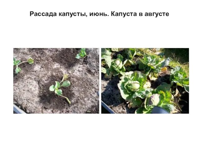 Рассада капусты, июнь. Капуста в августе