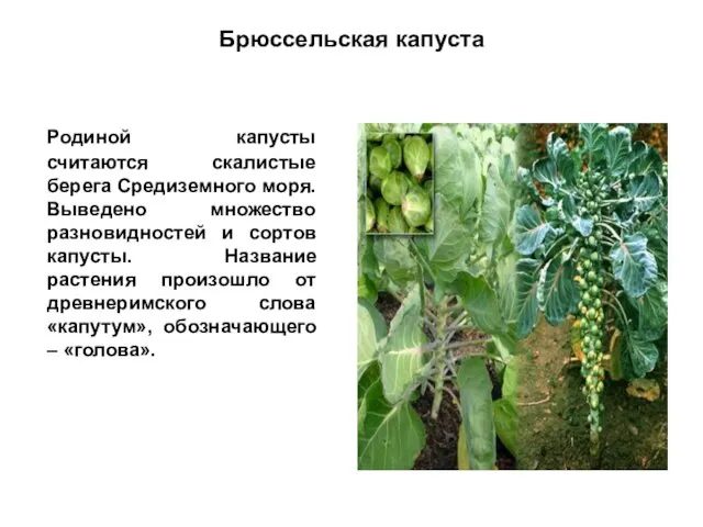 Брюссельская капуста Родиной капусты считаются скалистые берега Средиземного моря. Выведено множество разновидностей