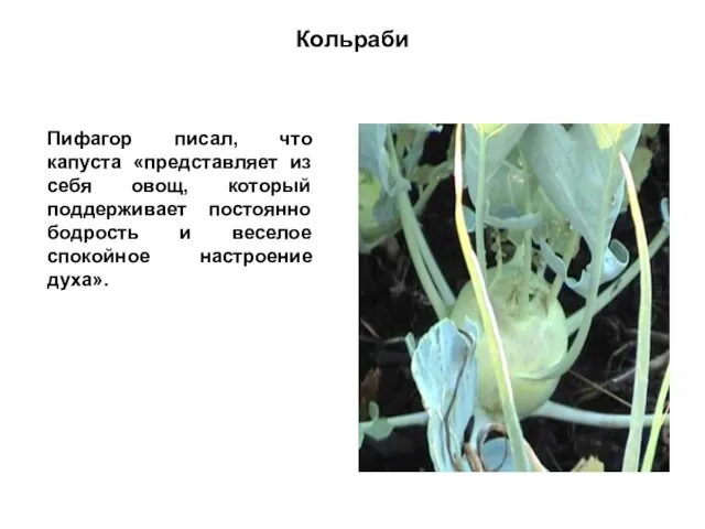 Кольраби Пифагор писал, что капуста «представляет из себя овощ, который поддерживает постоянно