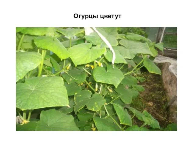 Огурцы цветут