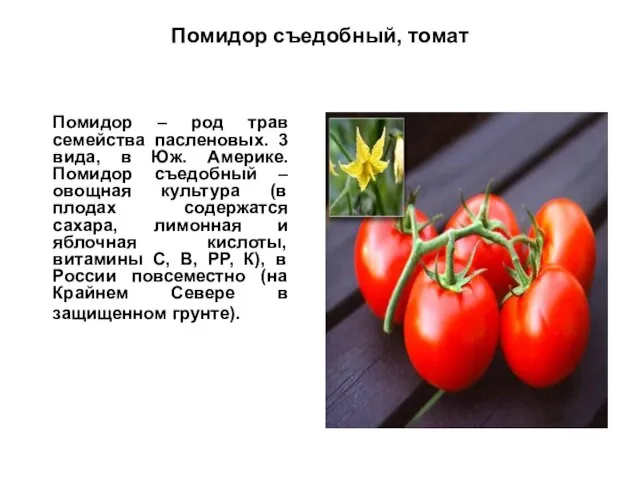 Помидор съедобный, томат Помидор – род трав семейства пасленовых. 3 вида, в