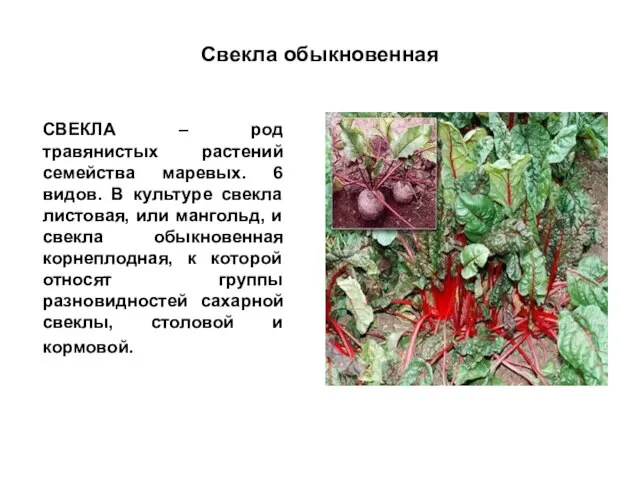 Свекла обыкновенная СВЕКЛА – род травянистых растений семейства маревых. 6 видов. В