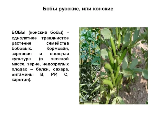 Бобы русские, или конские БОБЫ (конские бобы) – однолетнее травянистое растение семейства