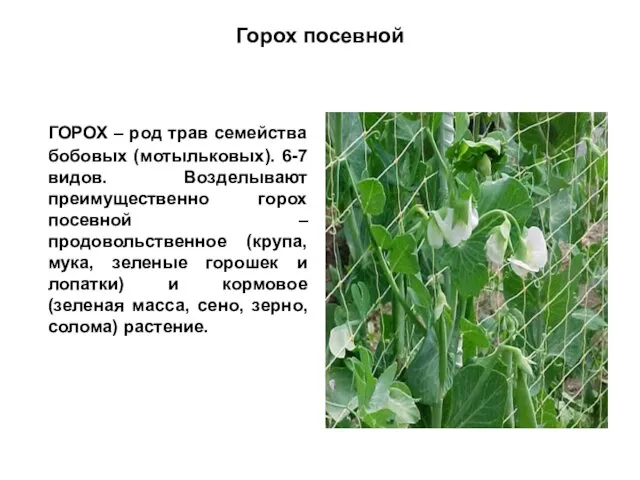 Горох посевной ГОРОХ – род трав семейства бобовых (мотыльковых). 6-7 видов. Возделывают