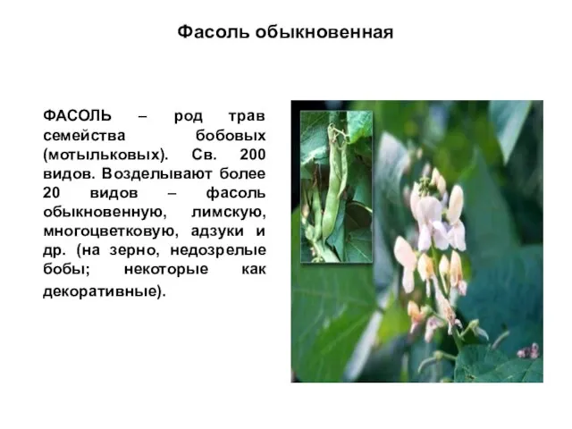 Фасоль обыкновенная ФАСОЛЬ – род трав семейства бобовых (мотыльковых). Св. 200 видов.