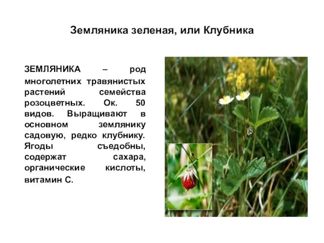 Земляника зеленая, или Клубника ЗЕМЛЯНИКА – род многолетних травянистых растений семейства розоцветных.
