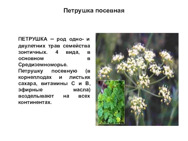 Петрушка посевная ПЕТРУШКА – род одно- и двулетних трав семейства зонтичных. 4