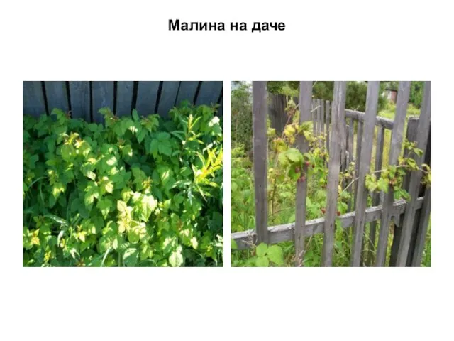 Малина на даче