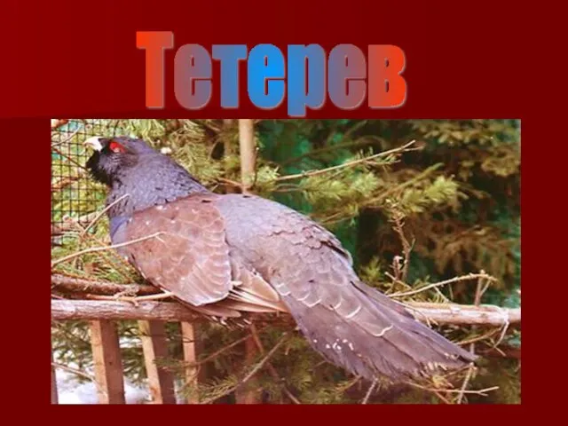 Тетерев