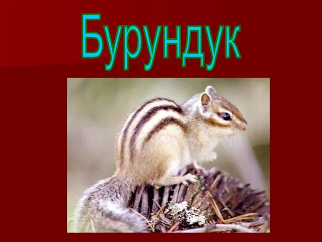 Бурундук