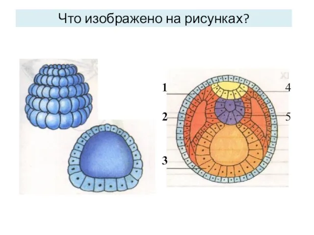 Что изображено на рисунках?