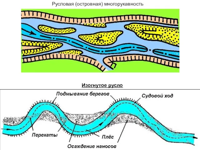 Русловая (островная) многорукавность Изогнутое русло