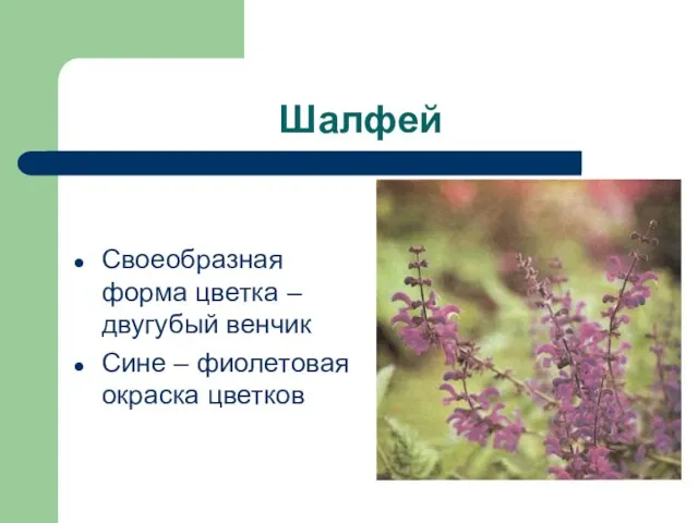 Шалфей Своеобразная форма цветка – двугубый венчик Сине – фиолетовая окраска цветков