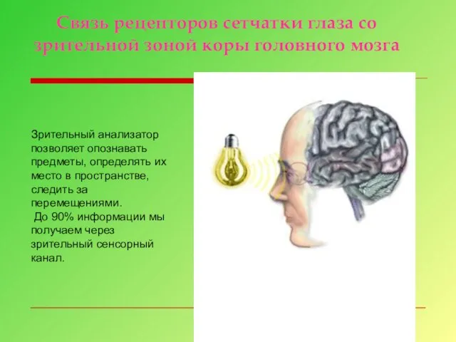 Связь рецепторов сетчатки глаза со зрительной зоной коры головного мозга Зрительный анализатор