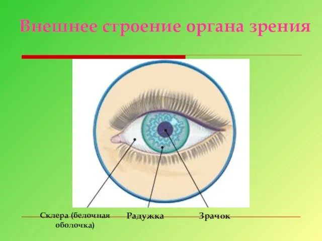 Склера (белочная оболочка) Радужка Зрачок Внешнее строение органа зрения