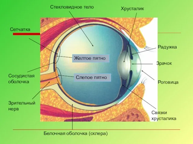 Белочная оболочка (склера) Роговица Сосудистая оболочка Радужка Зрачок Сетчатка Зрительный нерв Слепое