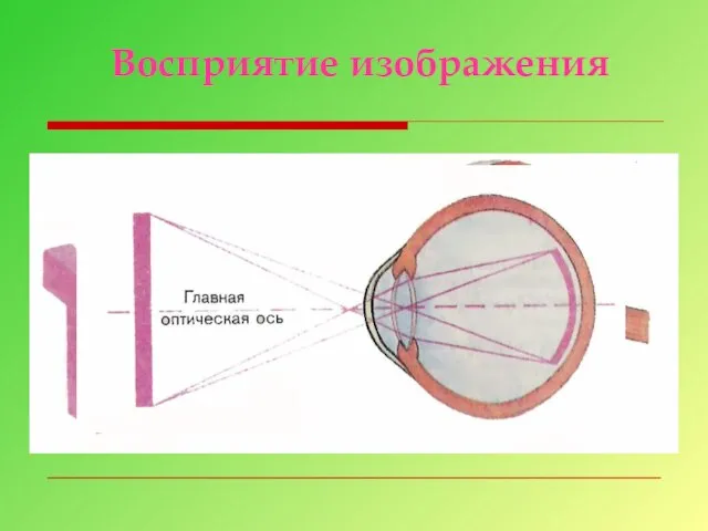 Восприятие изображения