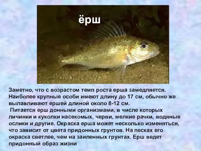 ёрш Заметно, что с возрастом темп роста ерша замедляется. Наиболее крупные особи