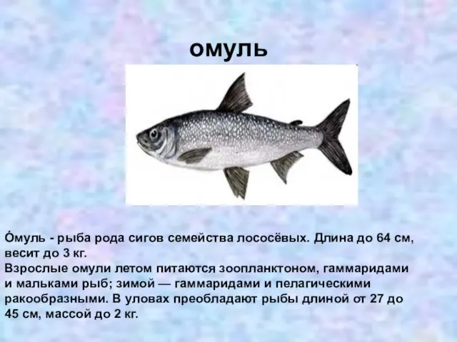 омуль О́муль - рыба рода сигов семейства лососёвых. Длина до 64 см,