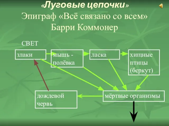 «Луговые цепочки» Эпиграф «Всё связано со всем» Барри Коммонер СВЕТ