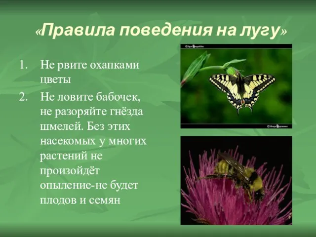 «Правила поведения на лугу» 1. Не рвите охапками цветы 2. Не ловите