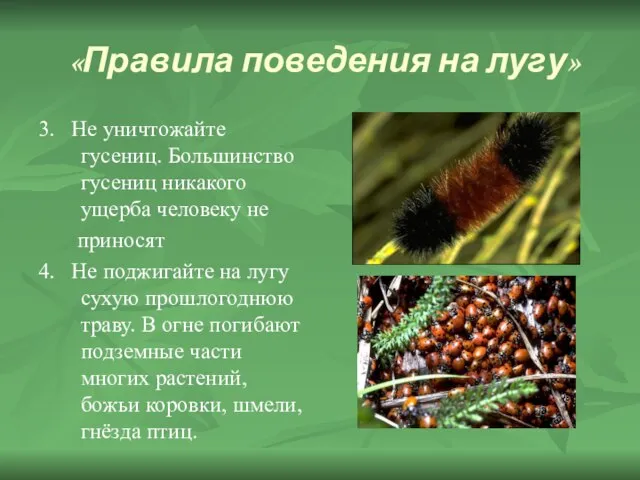 «Правила поведения на лугу» 3. Не уничтожайте гусениц. Большинство гусениц никакого ущерба