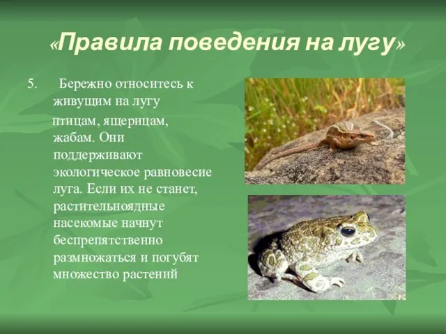 «Правила поведения на лугу» 5. Бережно относитесь к живущим на лугу птицам,