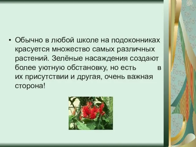 Обычно в любой школе на подоконниках красуется множество самых различных растений. Зелёные