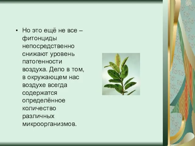 Но это ещё не все – фитонциды непосредственно снижают уровень патогенности воздуха.