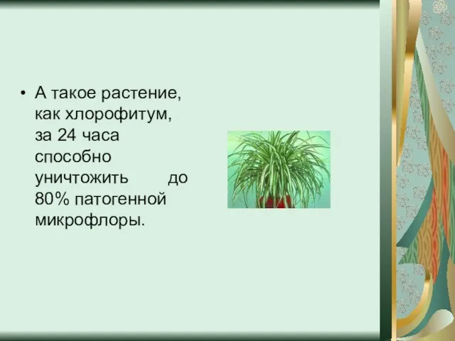 А такое растение, как хлорофитум, за 24 часа способно уничтожить до 80% патогенной микрофлоры.