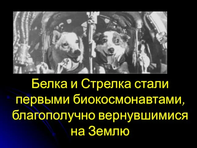 Белка и Стрелка стали первыми биокосмонавтами, благополучно вернувшимися на Землю