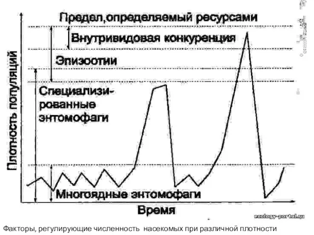 Факторы, регулирующие численность насекомых при различной плотности популяции