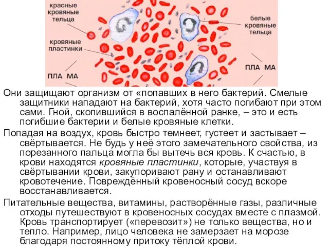 Они защищают организм от «попавших в него бактерий. Смелые защитники нападают на