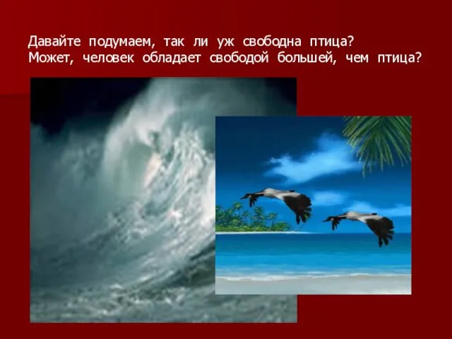 Давайте подумаем, так ли уж свободна птица? Может, человек обладает свободой большей, чем птица?