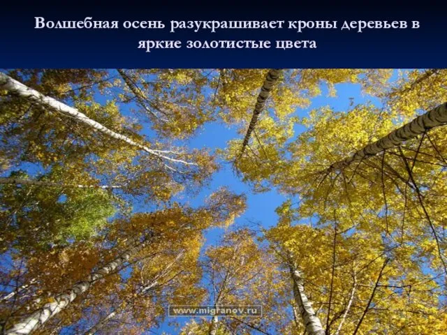 Волшебная осень разукрашивает кроны деревьев в яркие золотистые цвета