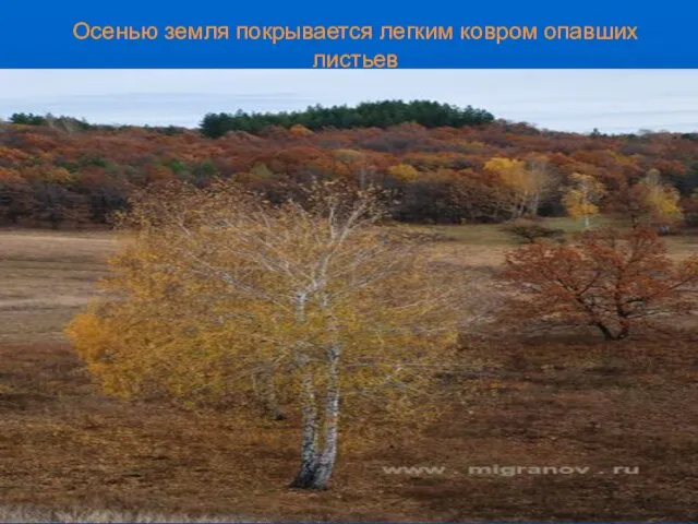 Осенью земля покрывается легким ковром опавших листьев