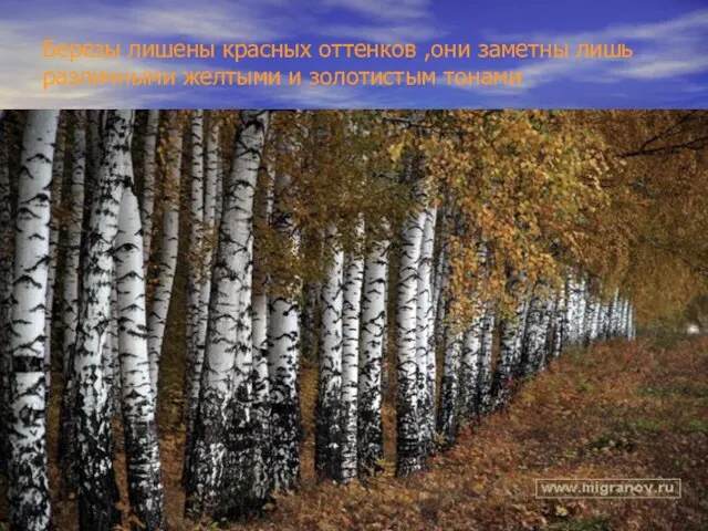 Березы лишены красных оттенков ,они заметны лишь различными желтыми и золотистым тонами