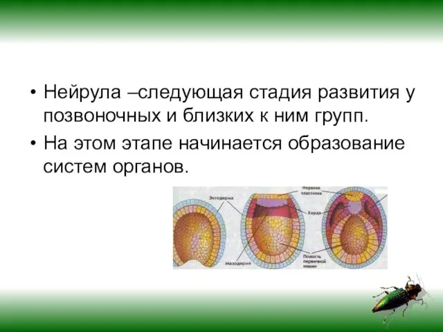 Нейрула –следующая стадия развития у позвоночных и близких к ним групп. На