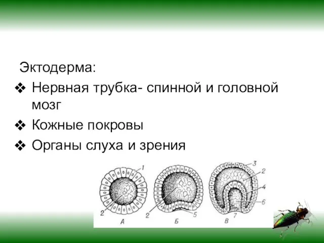 Эктодерма: Нервная трубка- спинной и головной мозг Кожные покровы Органы слуха и зрения