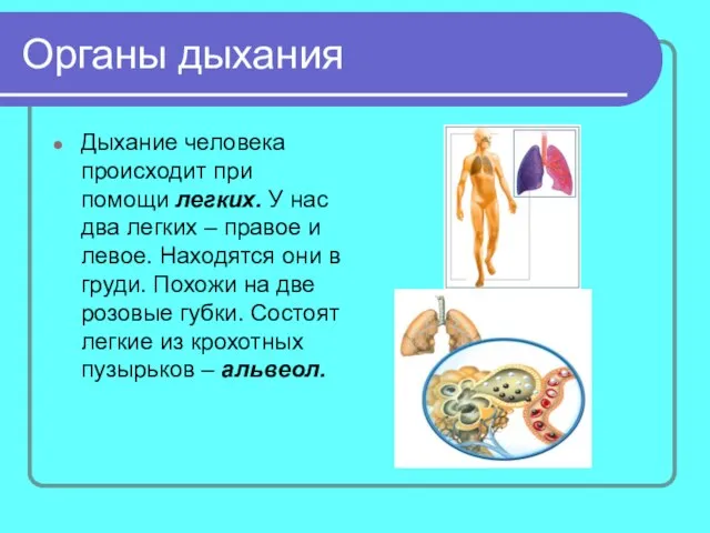 Органы дыхания Дыхание человека происходит при помощи легких. У нас два легких