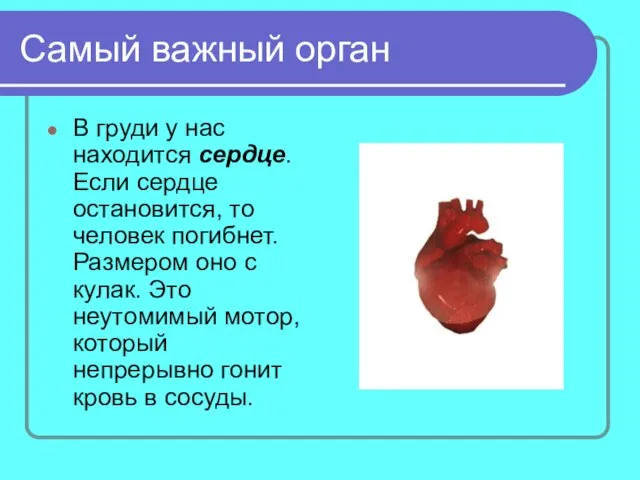 Самый важный орган В груди у нас находится сердце. Если сердце остановится,