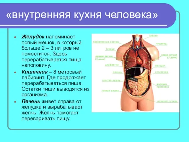 «внутренняя кухня человека» Желудок напоминает полый мешок, в который больше 2 –