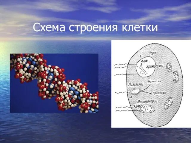 Схема строения клетки