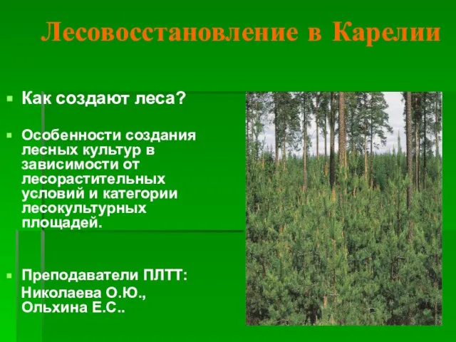 Лесовосстановление в Карелии Как создают леса? Особенности создания лесных культур в зависимости