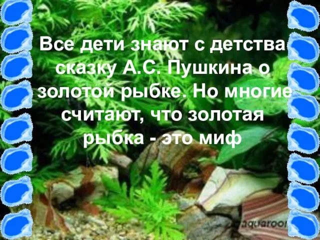 Все дети знают с детства сказку А.С. Пушкина о золотой рыбке. Но