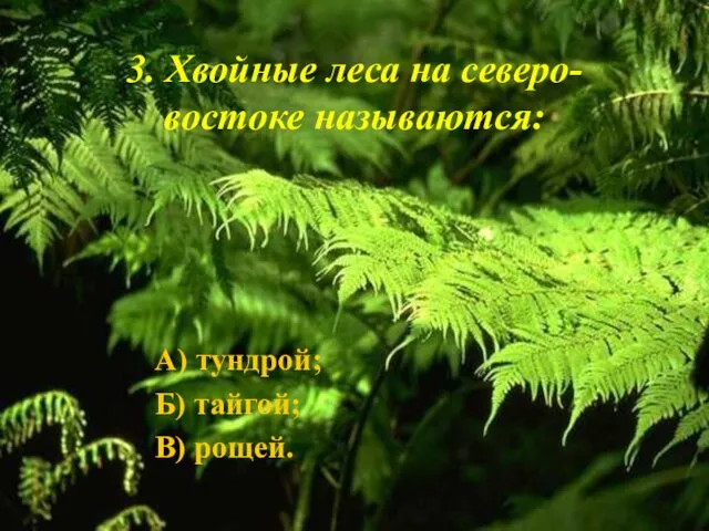 3. Хвойные леса на северо-востоке называются: А) тундрой; Б) тайгой; В) рощей.