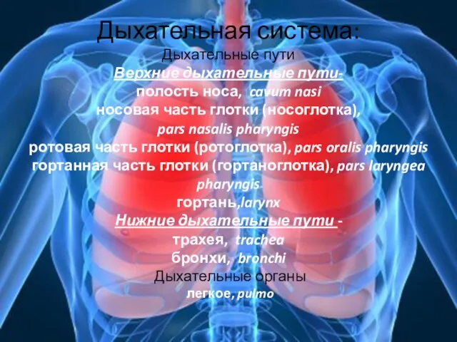 Дыхательная система: Дыхательные пути Верхние дыхательные пути- полость носа, cavum nasi носовая